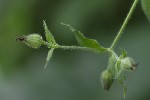 5du17212 - Silene dioica