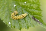 5du17409 - Thyatira batis