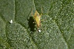 5du17559 - Campyloneura virgula