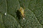 5du17568 - Campyloneura virgula