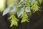 5du17660 - Carpinus betulus
