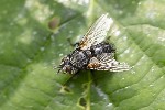 5du17870 - Blepharipa sp.