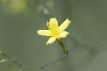 5du18094 - Lactuca muralis