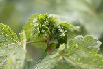 5du18453 - Dasineura irregularis