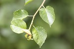 5du18505 - Prunus mahaleb