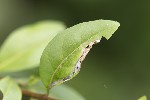 5du18588 - Caloptilia cuculipennella