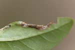 5du18594 - Caloptilia cuculipennella