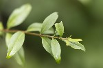 5du18596 - Ligustrum vulgare