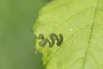 5du18599 - Aproceros leucopoda