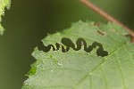 5du18601 - Aproceros leucopoda