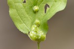 5du18618 - Craneiobia corni