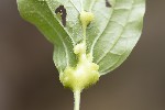 5du18624 - Craneiobia corni