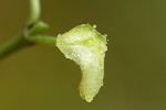 5du18635 - Craneiobia corni