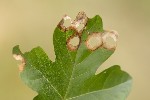 5du18645 - Incurvaria pectinea