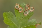 5du18649 - Incurvaria pectinea