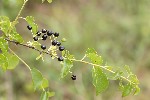 5du18760 - Prunus mahaleb