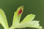 5du18774 - Gymnosporangium clavariiforme