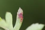 5du18782 - Gymnosporangium clavariiforme