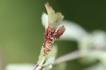 5du18786 - Gymnosporangium clavariiforme