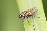 5du18880 - Hydrophoria lancifer