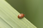 5du18891 - Cychramus luteus
