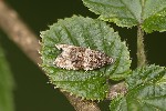 5du19022 - Orthotaenia undulana