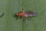 5du19038 - Dryomyza flaveola