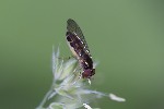 5du19078 - Melanostoma scalare