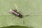5du19169 - Phygadeuontinae