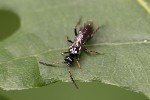 5du19177 - Phygadeuontinae
