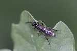 5du19211 - Phygadeuontinae
