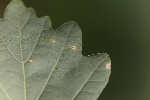 5du19238 - Sphaerulina quercicola