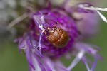 5du19254 - Cychramus luteus