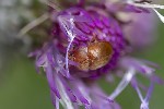 5du19259 - Cychramus luteus