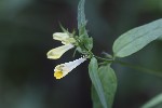 5du19309 - Melampyrum pratense