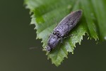 5du19580 - Athous haemorrhoidalis