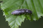 5du19583 - Athous haemorrhoidalis