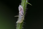 5du19588 - Episyrphus balteatus
