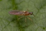 5du19615 - Phyllodromia melanocephala