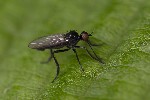 5du19691 - Empis (Empis) chioptera