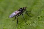 5du19697 - Empis (Empis) chioptera