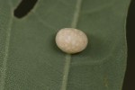 5du19760 - Neuroterus quercusbaccarum