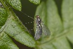 5du19821 - Sciapus platypterus