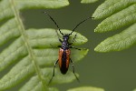 5du19857 - Stenurella melanura