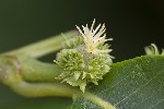5du19884 - Castanea sativa