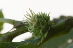 5du19890 - Castanea sativa