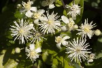 5du19957 - Clematis vitalba