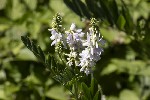 5du19994 - Galega officinalis
