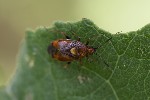5du20007 - Deraeocoris ruber