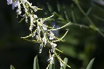 5du20024 - Galega officinalis